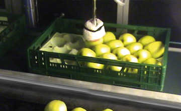 confezionamento mele automatico